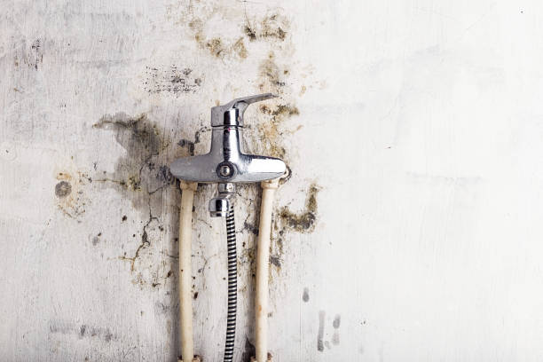 Best Toxic Mold Removal  in Raymond, MS