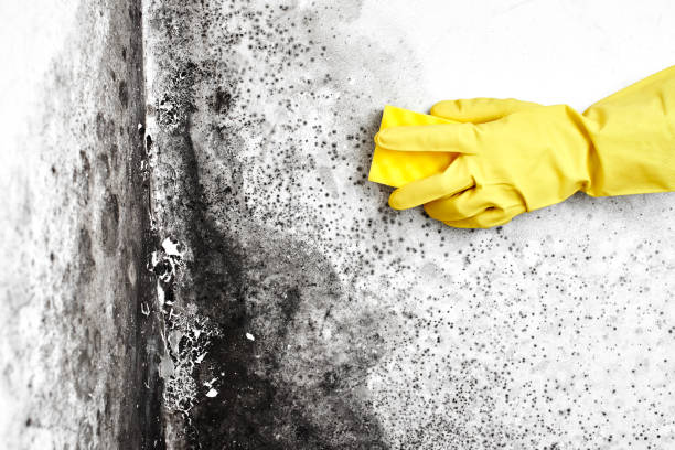Best Mold Remediation  in Raymond, MS