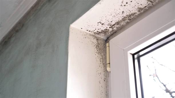 Best Mold Damage Repair  in Raymond, MS