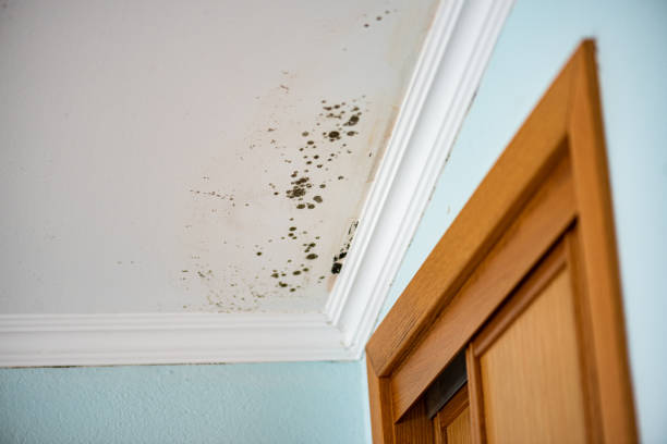 Best Water Damage Restoration  in Raymond, MS