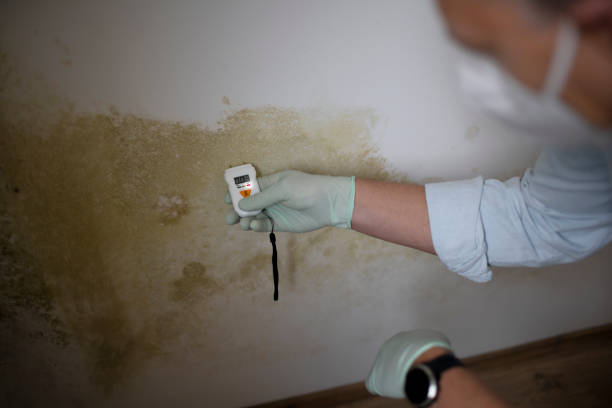 Mold Testing and Removal in Raymond, MS