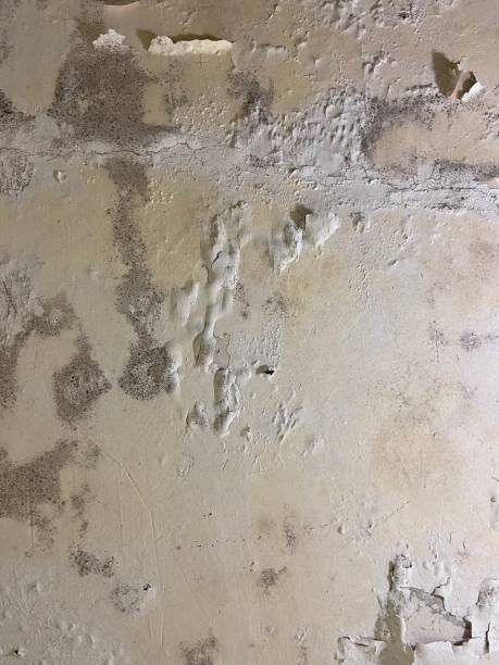Attic Mold Removal in Raymond, MS