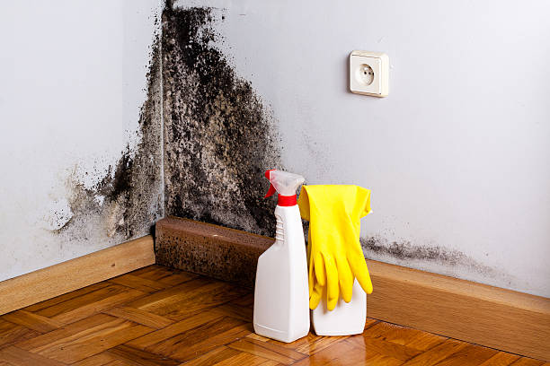 Best Local Mold Removal Service  in Raymond, MS