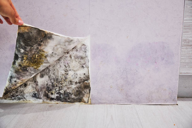 Best Black Mold Removal  in Raymond, MS